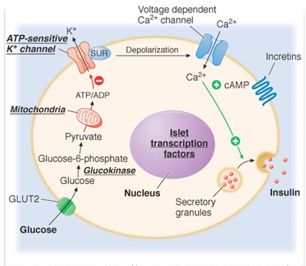 <p>INSULIN </p><ul><li><p><span><em>When glucose enters the pancreatic cell through GLUT2 transporter is causes triggers that depolarize the cell which causes insulin to be released</em></span></p></li></ul><p></p>