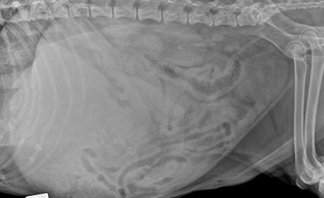 <p>nonspecific: mass</p><p>loss of serosal detail</p>