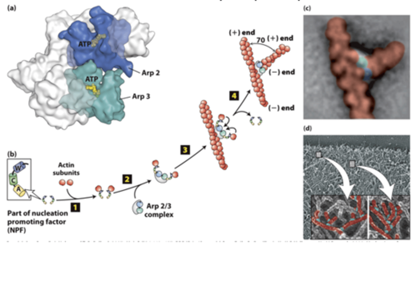 <p>actin nucleation by the ___________ ocmplex</p>