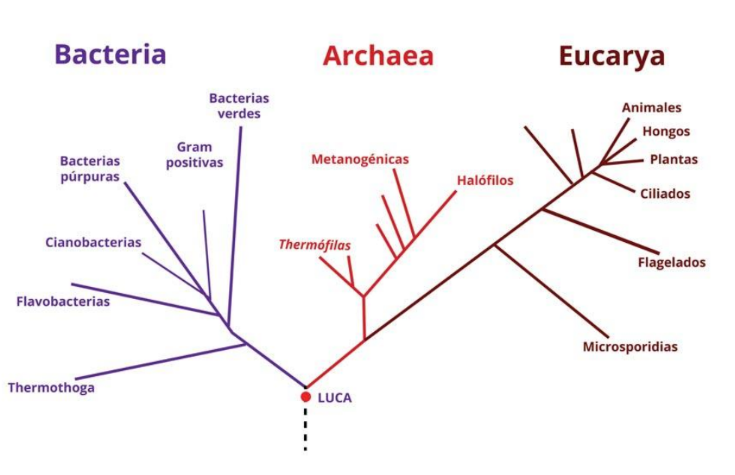 <p>Bacteria, Eucarya y Archaea</p>