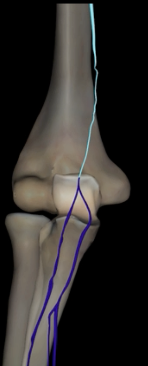 <p>What is highlighted in blue?</p>