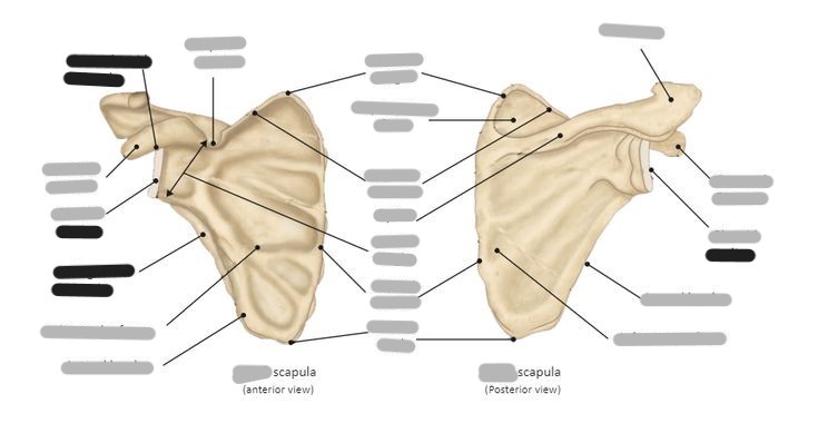 <p>Label the scapula (and determine whether it is a right or left)</p>