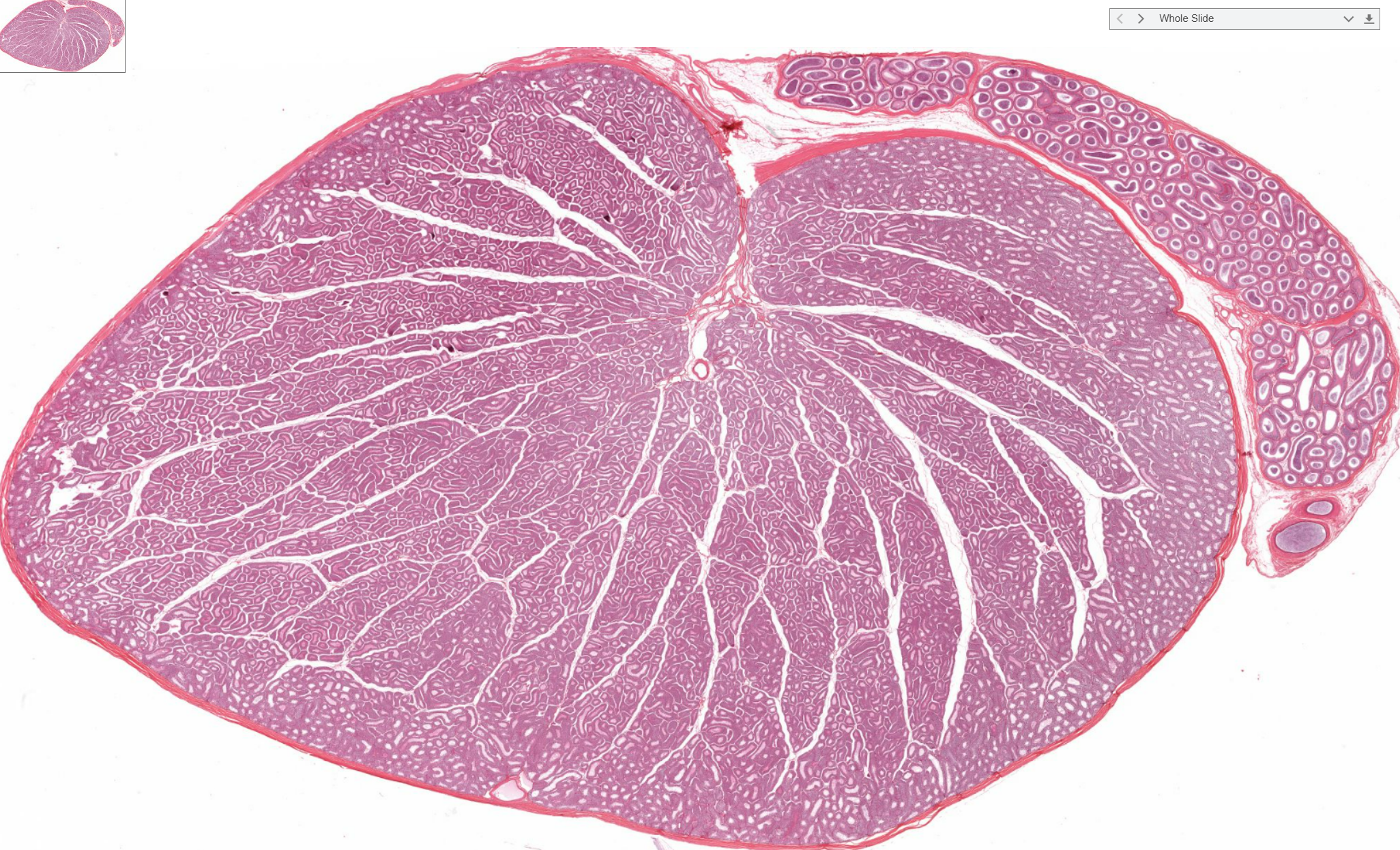 <p>Organ?</p><p>Outer layer?</p>