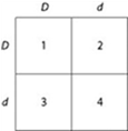 <p>Use the figure and the following description to answer the question. Which of the boxes marked 1-4 correspond to plants that will be true-breeding?</p><p></p><p>a. 1 and 4 only </p><p>b. 2 and 3 only </p><p>c. 1, 2, 3, and 4 </p><p>d. 1 only</p>