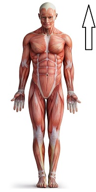 <p>Describes a position above or higher than another part of the body AKA Cranial </p>