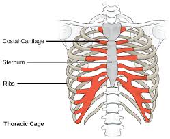 <p>Ribs (Axial Skeleton)</p>