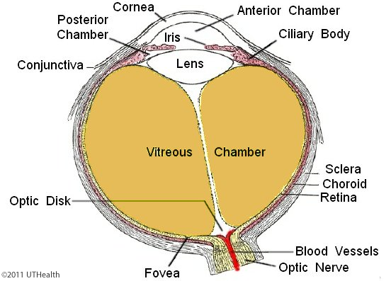 <p>By vacuolization of the deep layer of the pupillary membrane.</p>