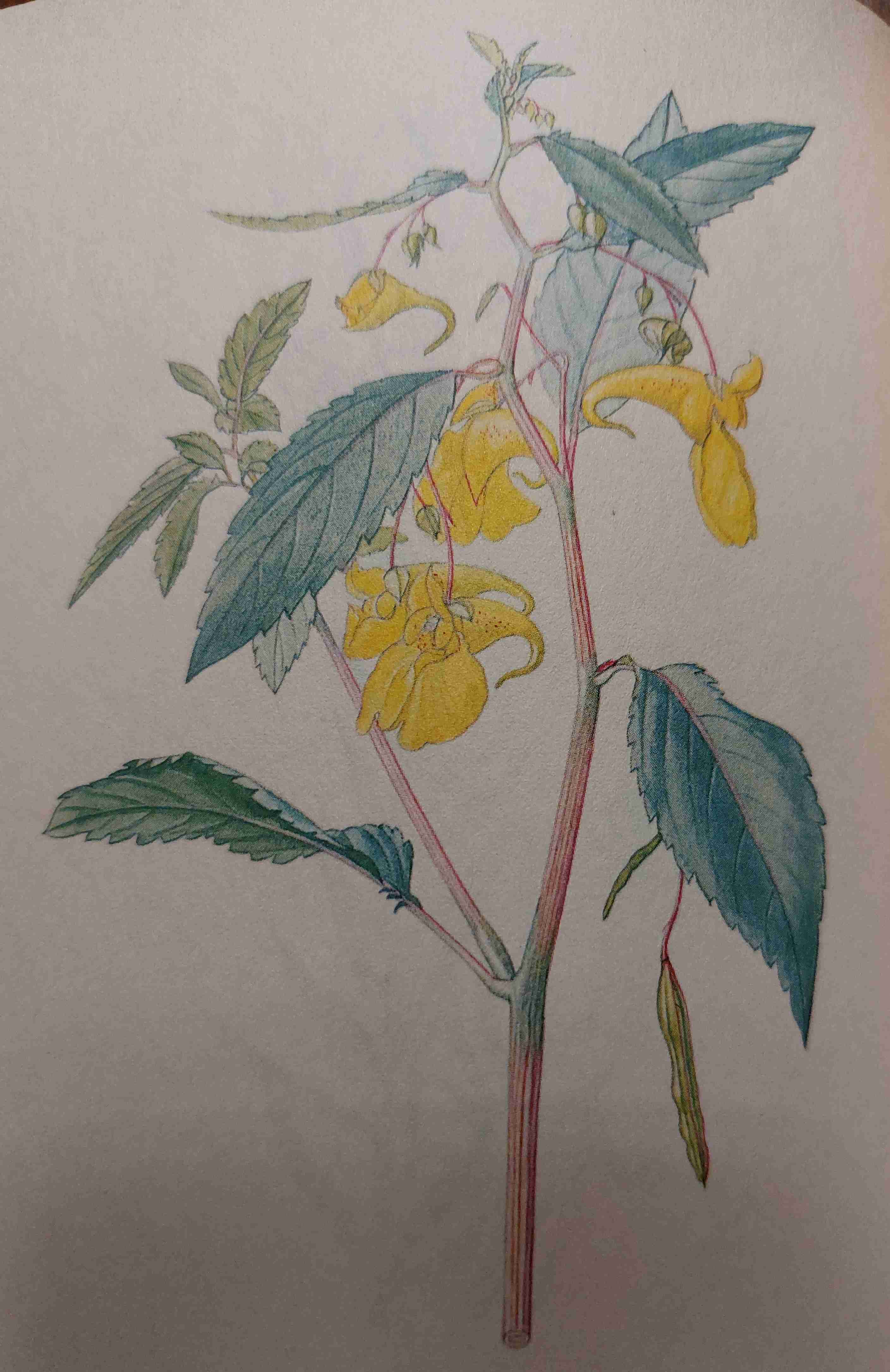 <p>vlhko, mezotrofně eutrofní, polostín</p>