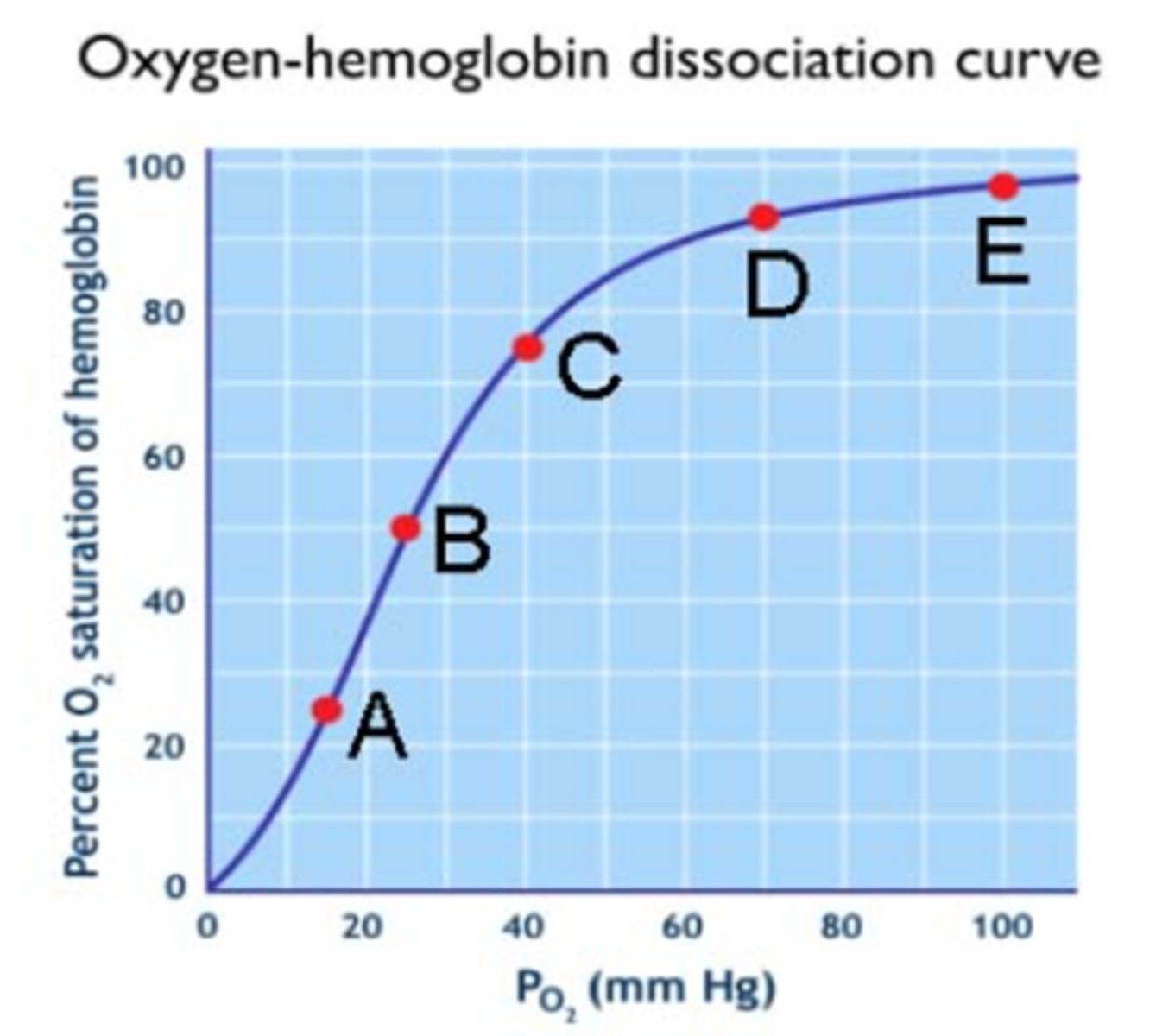 <p>A. Point showing the percent oxygen saturation of hemoglobin in the venous blood leaving a vigorously exercising muscle. Most of the hemoglobin in this blood is in the form of deoxyhemoglobin.</p><p>B. Point showing a relatively equal ratio of oxyhemoglobin and deoxyhemoglobin in the blood.</p><p>C. Point showing the percentage oxygen saturation hemoglobin in the venous blood leaving the resting muscle.</p><p>D. Point showing the percent oxygen saturation of hemoglobin in the blood leaving the lungs of a person at moderately high altitude.</p><p>E. Point showing the percent oxygen saturation of hemoglobin in blood leaving the lungs at sea level.</p>