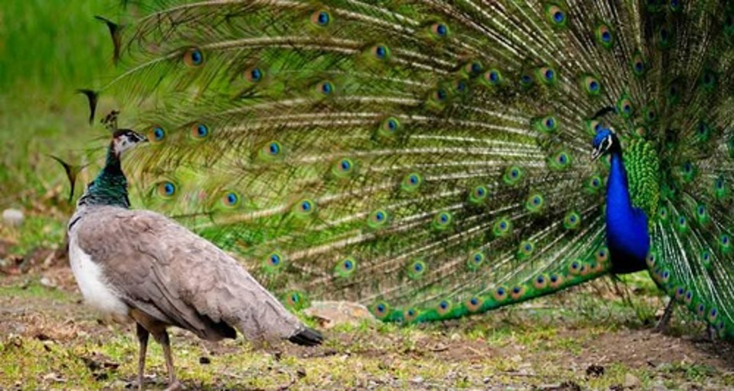 <p>The sexually selected trait is designed to attract the opposite sex</p><p>Ex. Male peacocks have beautiful tails to attract the females</p>