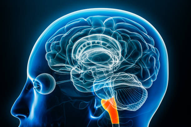 <p>Oldest area of the brain. Also called the reptilian brain.</p>