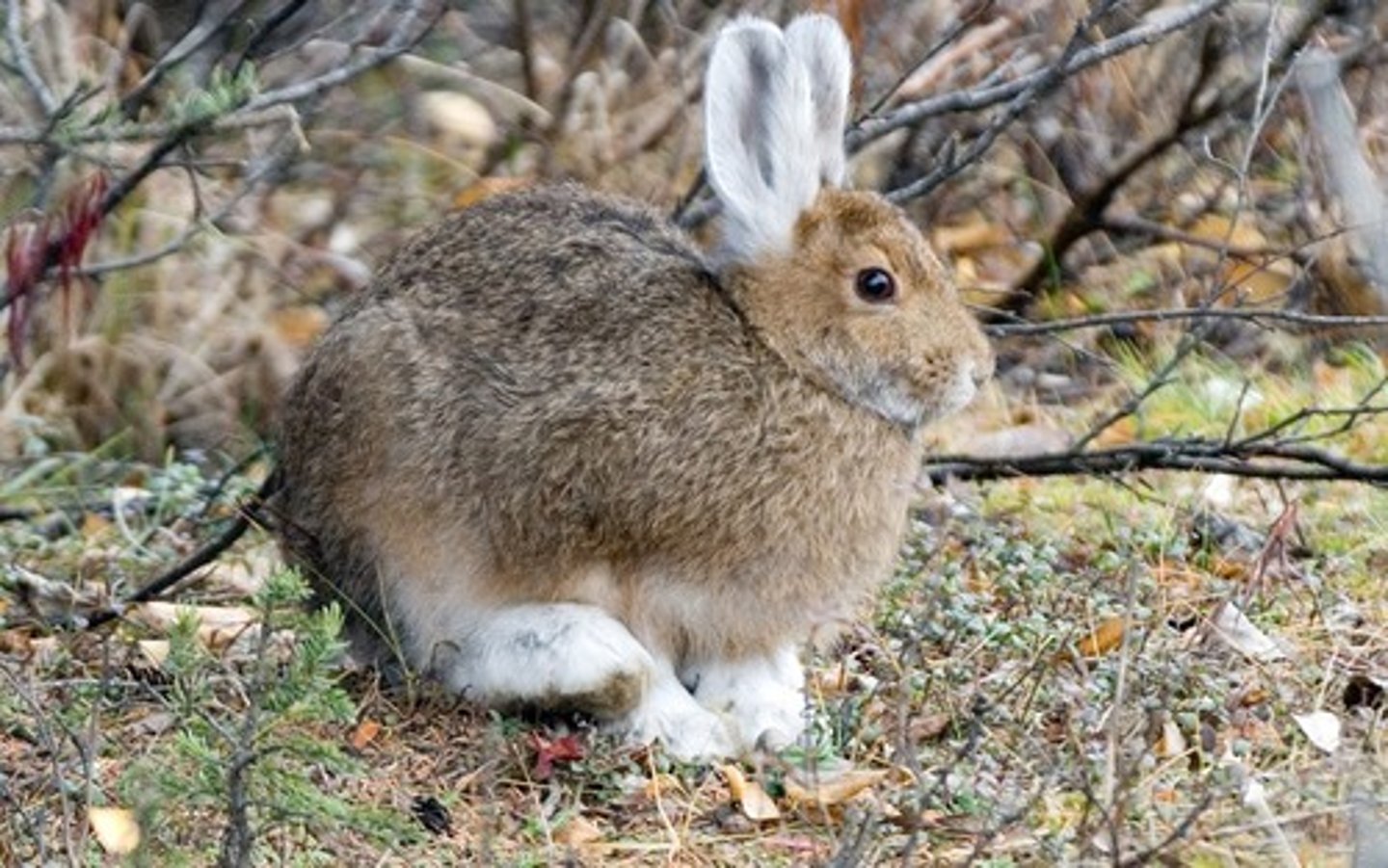 <p>Lepus americanus</p>