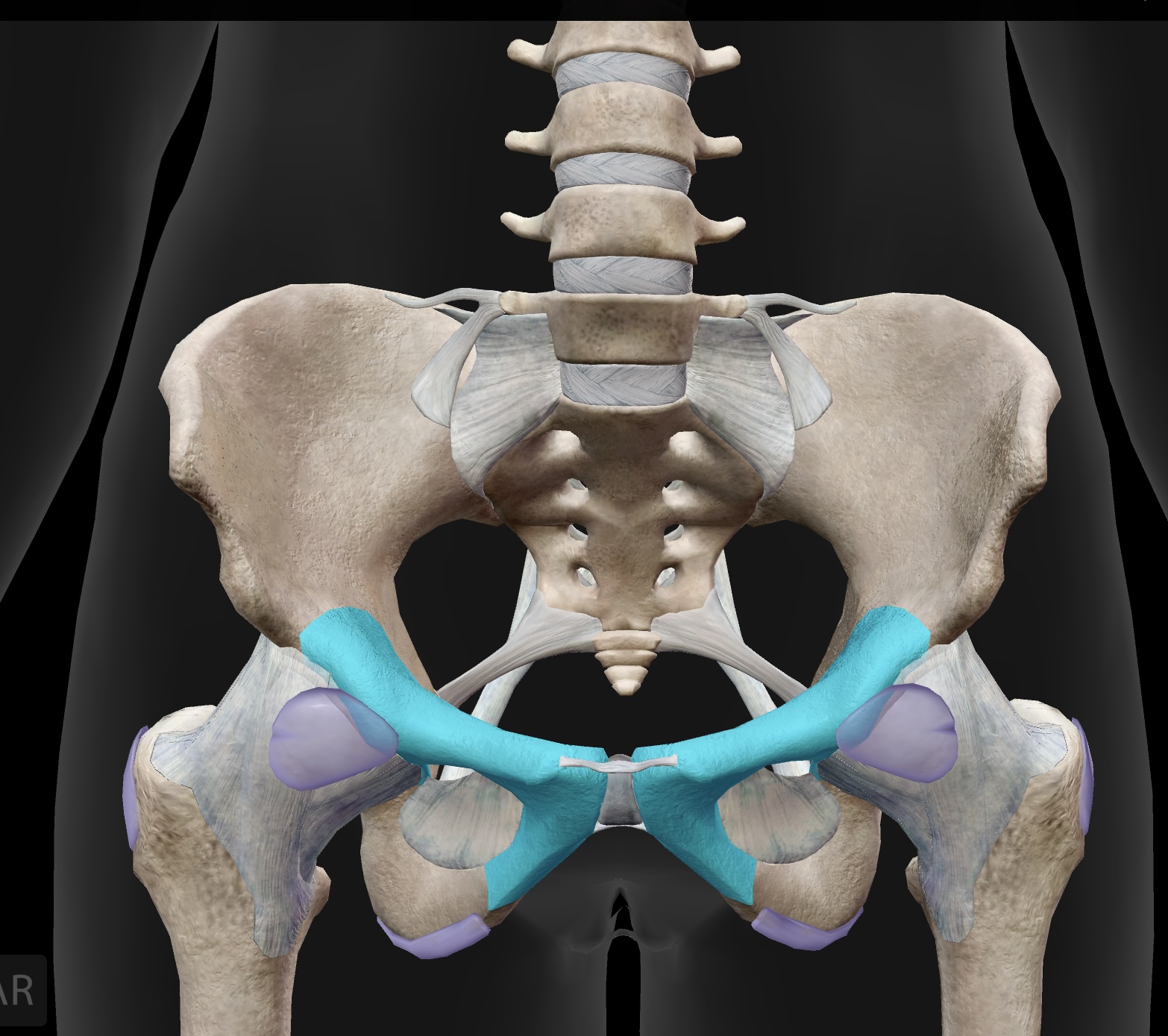 <p>anteroinferior bone of the os coxae</p>