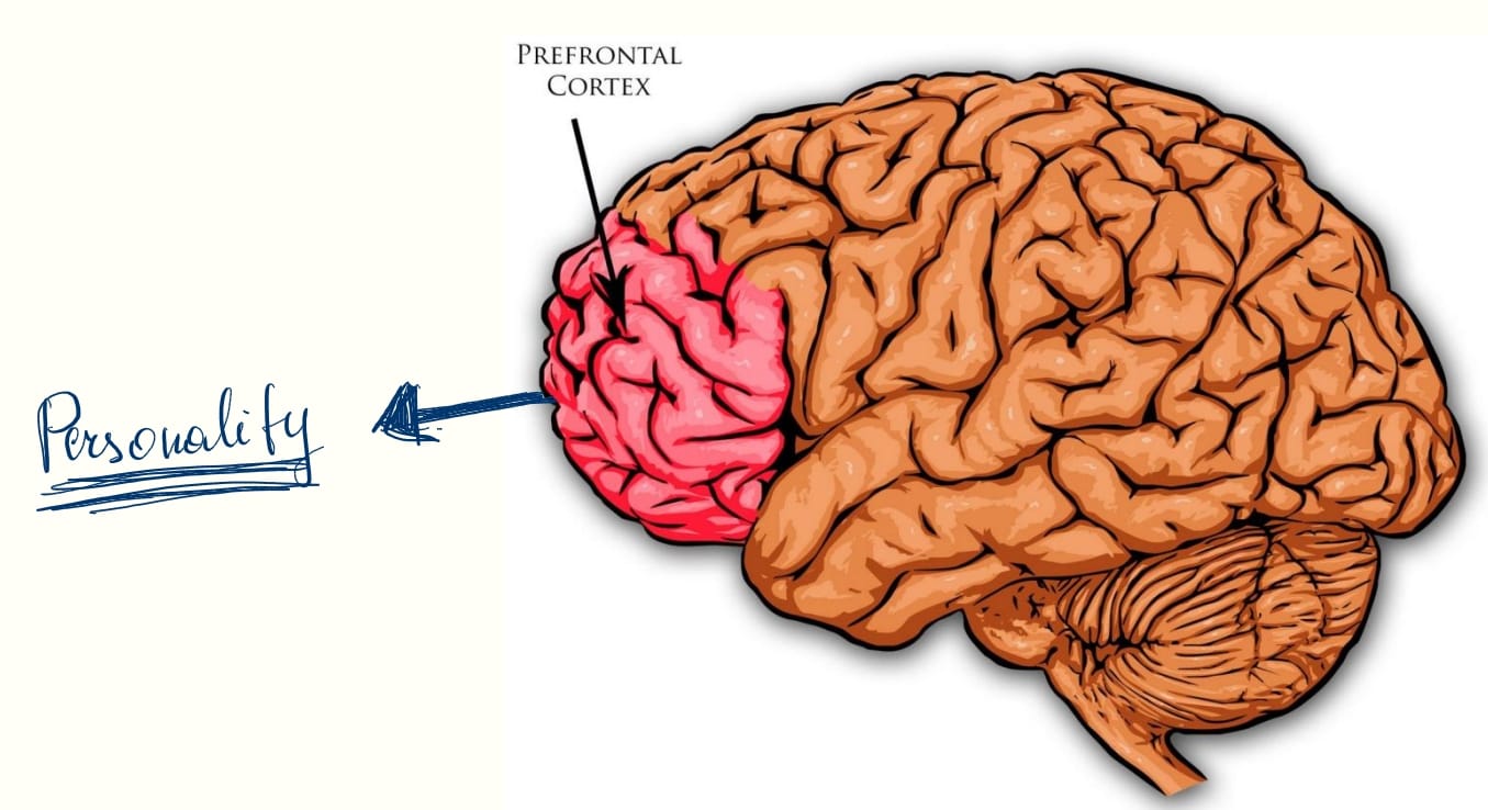 <p>Broadmann 9,10,11, 12- Frontal lobun ön yüzünde bulunur. <br>Duygular, kişilik, karar verme yeteneği ve ön görüde önemli rol oynar.</p>