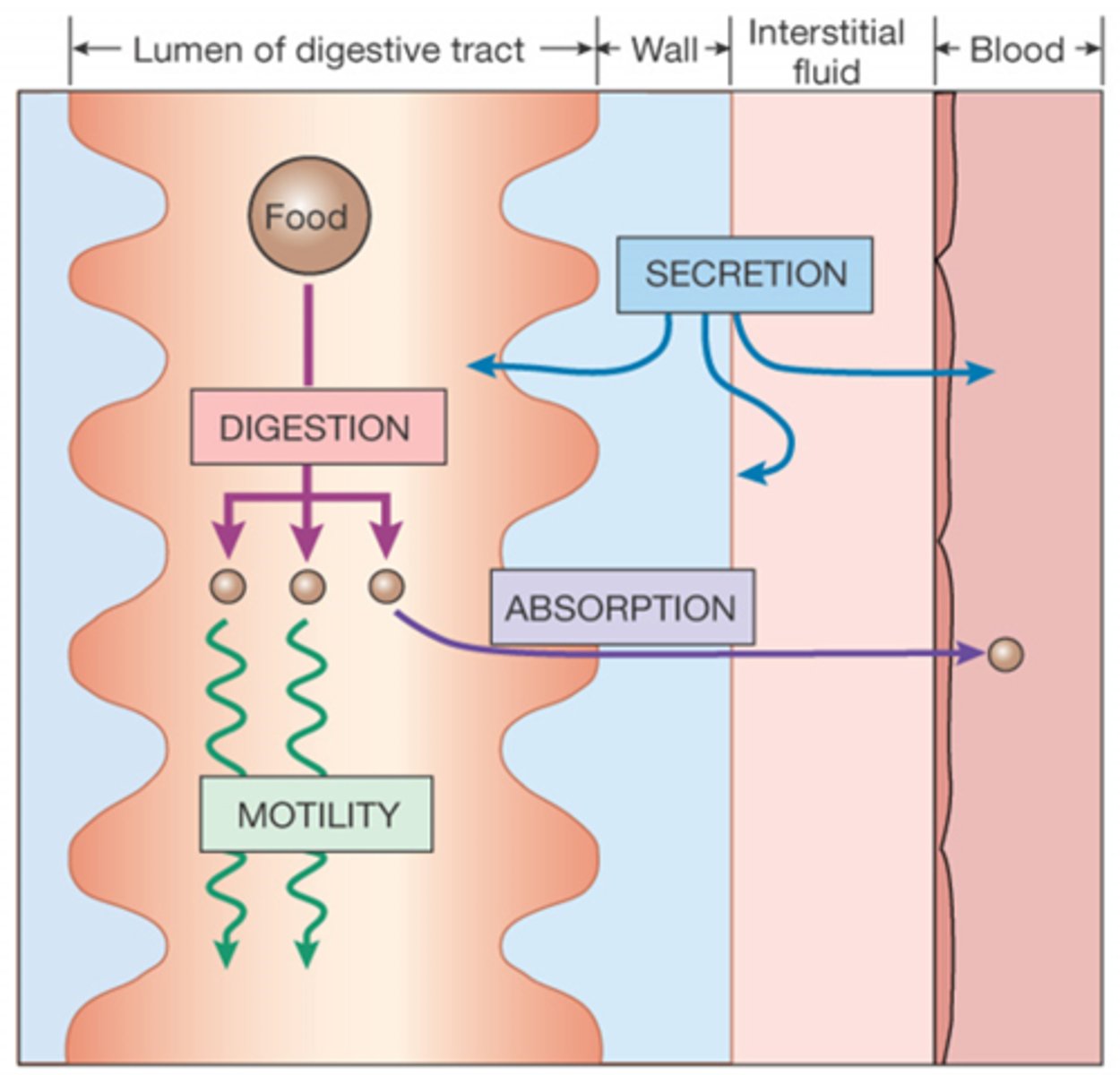 <p>Digestion</p><p>Motility</p><p>Secretion</p><p>Absorption</p>