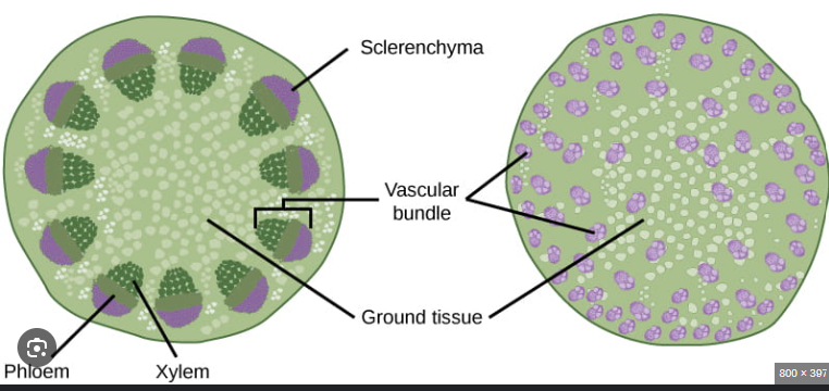 <p>which is the monocot and which is the eudicot stem cross section?</p>