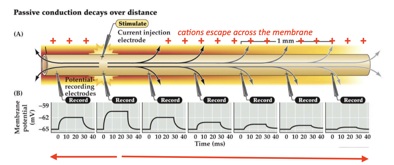 <p>Bidirectional, signal decays/weakens over distance from source</p>