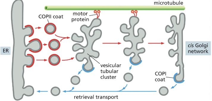 <p>COP1 coated vesicles bud off of tubular clusters & head back to the ER, returning ER specific components</p><ul><li><p>COP1 proteins come from the golgi network</p></li></ul><p></p>