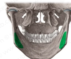 <p>Posterior View</p>