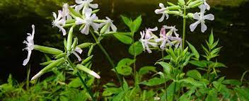 What is this species