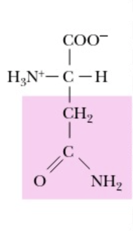 <p>Asparagine</p>