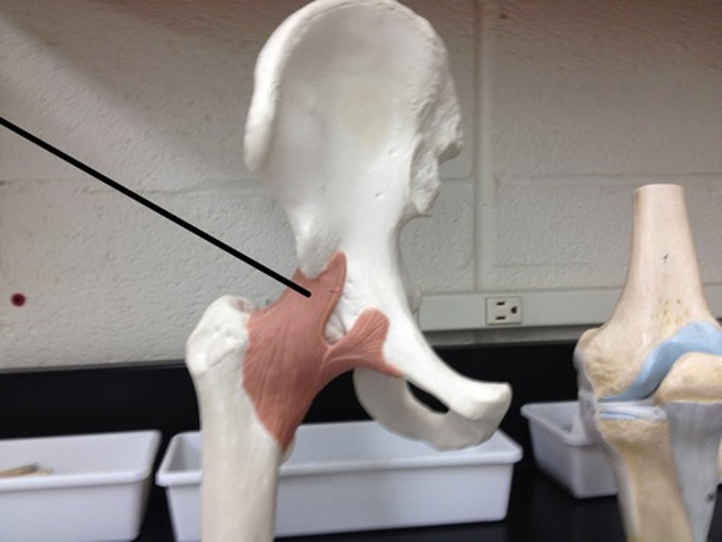 <p>Fx: connects ilium and femur</p>