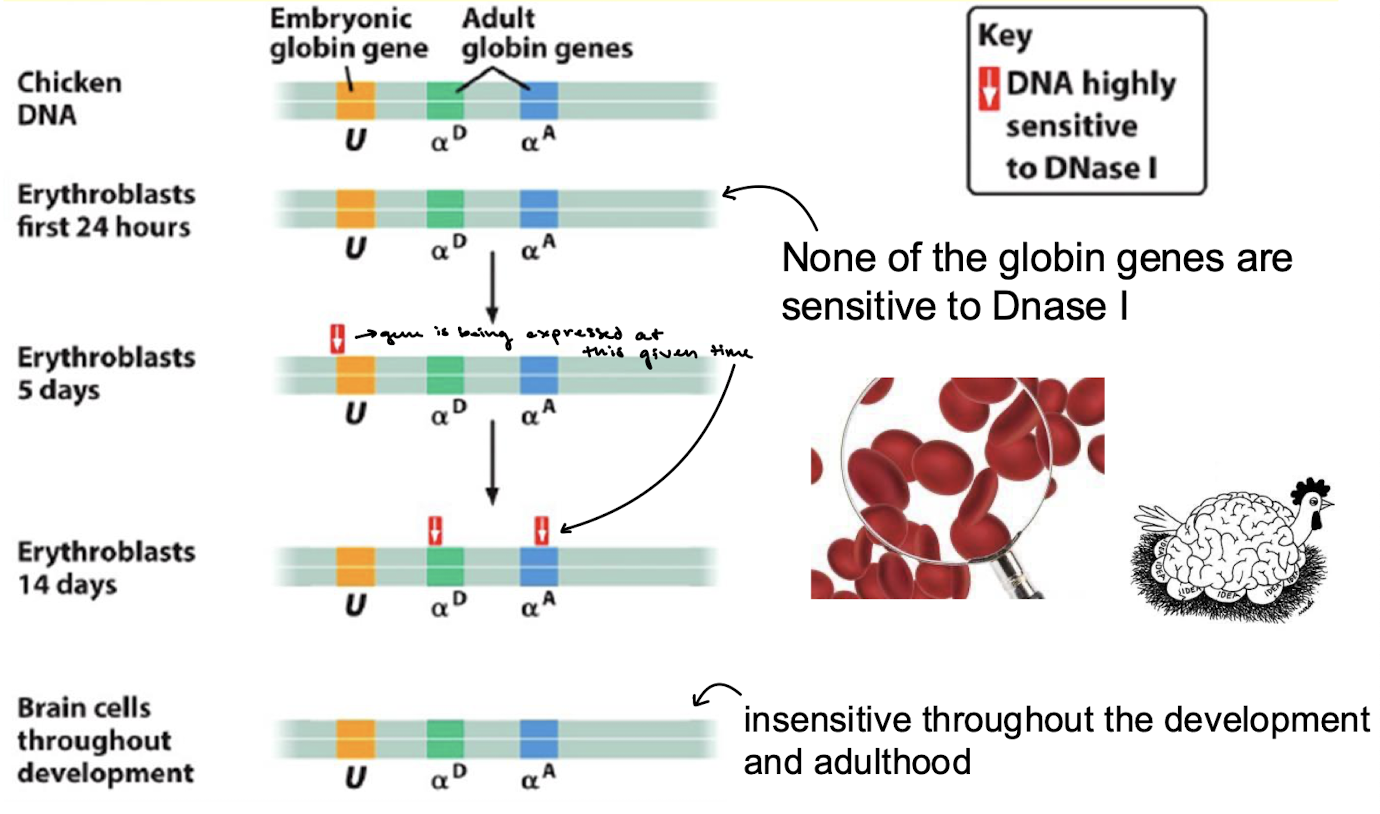 <p>This provides information on what genes are open chromatin and are actively being expressed at a given stage of development.</p>
