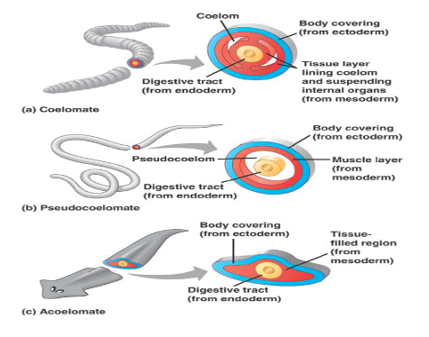 <p>first animals to have a pseudocoelome were roundworms</p><p>first animals to have a coelom were mollusks</p>