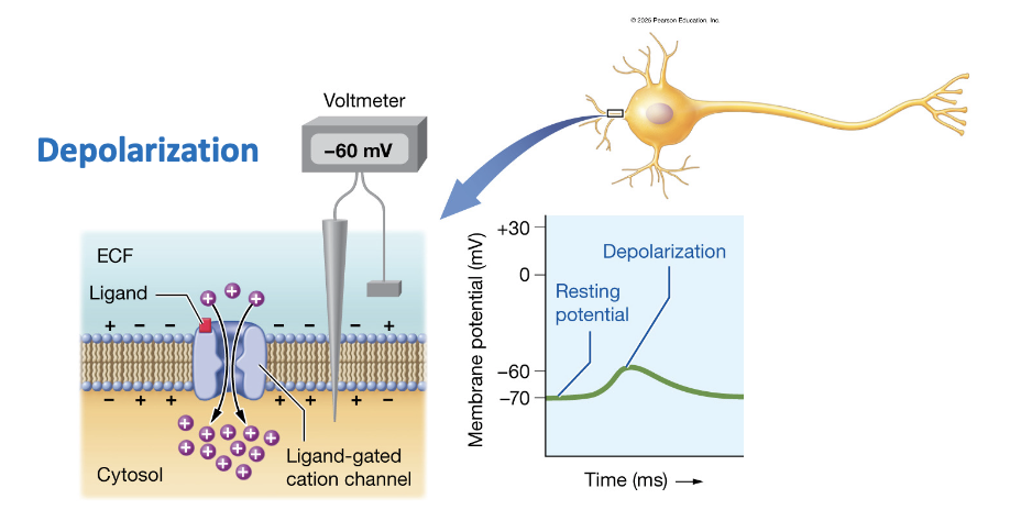 <ul><li><p>-60 mV</p></li><li><p>gain of positive charges makes the inside of the cell less negative, causing depolarization. </p></li></ul><p></p>