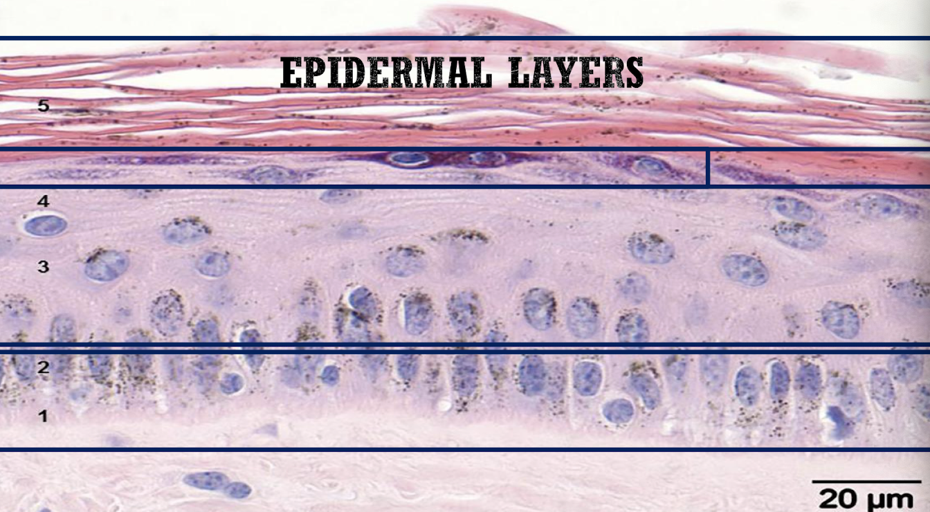 <p>Stratum basale → stratum spinosum → stratum granulosum → stratum lucidum (not in horses) → stratum corneum</p>