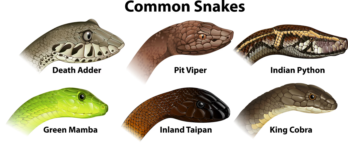 <p><span><span>advanced snakes</span></span></p>