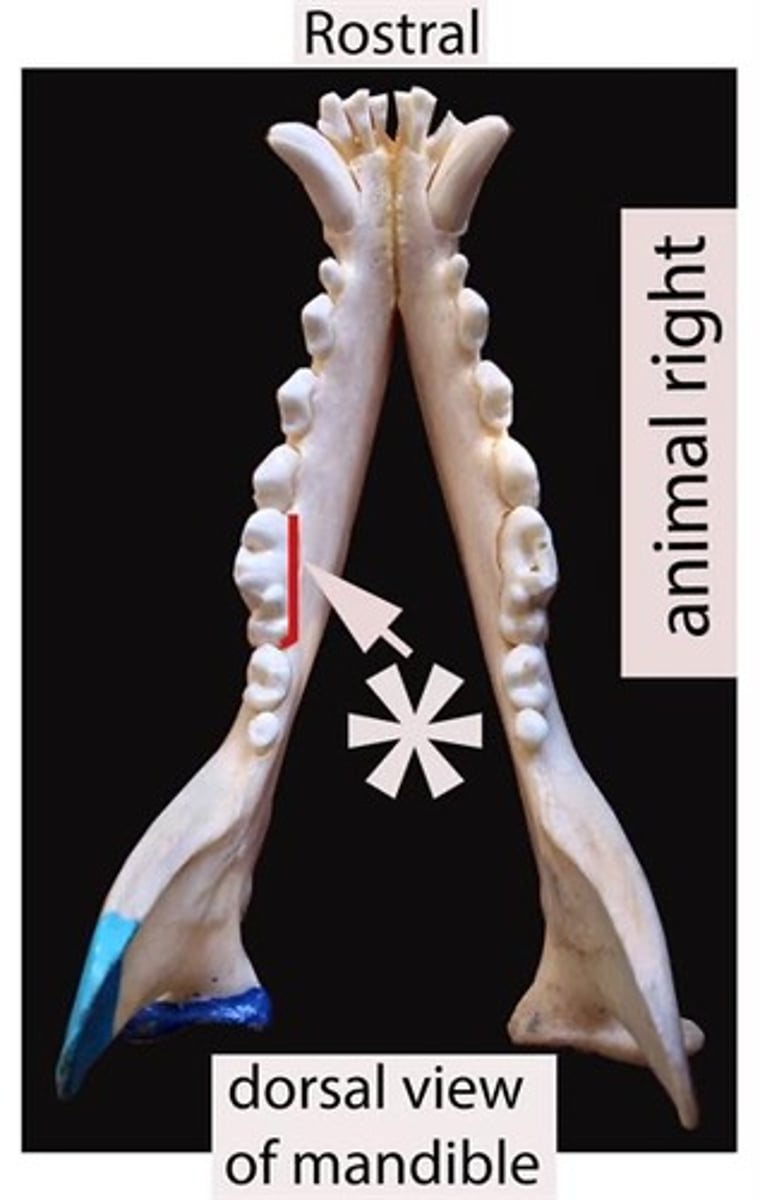 <p>Identify the tooth surface the red line being pointed to by an arrow represents</p>