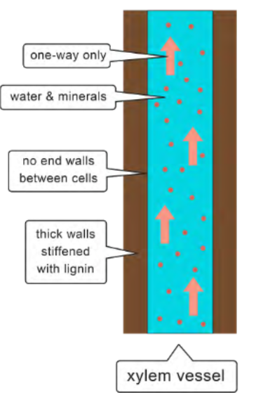 <ul><li><p>Transports water and nutrients from roots to stems and leaves</p></li><li><p>Only goes one-way there are no end walls between cells, and thick walls are stiffened with lignin.</p></li></ul><p></p>