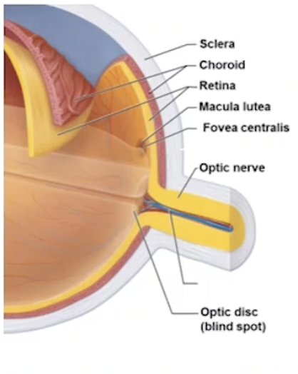 <p><u>Fibrous</u> (outer layer)</p><ul><li><p>Sclera </p><ul><li><p>White, tough connective tissue </p></li><li><p>Continuous with dura mater of brain</p></li></ul></li><li><p>Cornea</p><ul><li><p>Transparent region of front of eye</p><p></p></li></ul></li></ul><p><u>Vascular</u> </p><ul><li><p>Choroid </p><ul><li><p>Vascularised area </p></li><li><p>Blood vessels nourish all layers</p></li><li><p>Brown pigment produced by melanocytes </p><ul><li><p>absorbs light, prevents from scattering and reflecting inside eye</p></li></ul></li></ul></li><li><p>Ciliary Body</p><ul><li><p>forms ciliary muscle rings around lens</p></li></ul></li><li><p>Iris</p><ul><li><p>Adjustable muscle layer</p><p></p></li></ul></li></ul><p><u>Retina</u> (inner)</p><ul><li><p>Nervous layer </p></li><li><p>Contains photoreceptors - light detecting receptor cells </p><ul><li><p>Rods → dim light, peripheral vision</p></li><li><p>Cones → bright light, colour and visual activity </p></li></ul></li><li><p>Fovea centralis → visual activity</p><ul><li><p>Most cones, enhanced visual activity and detailed colour </p></li></ul></li><li><p>Optic disc → blind spot</p><ul><li><p>Optic nerve exits eye</p></li><li><p>Lacks photoreceptors </p></li></ul></li></ul><p></p>