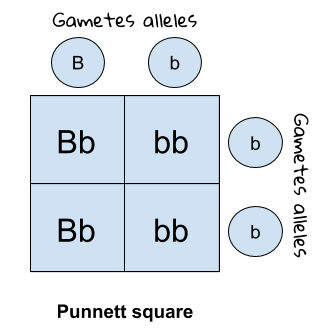 Genetic diagrams 