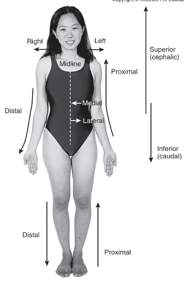 <ul><li><p>Superior (supra) = above another structure; higher; <strong>toward the head</strong></p></li><li><p>Inferior (infra) = below another structure; lower; <strong>toward the feet</strong></p></li><li><p>Cephalic = toward the <strong>head</strong>; synonymous with superior</p></li><li><p>Caudal = toward the <strong>tail/feet</strong>; synonymous with inferior</p></li></ul><p></p>