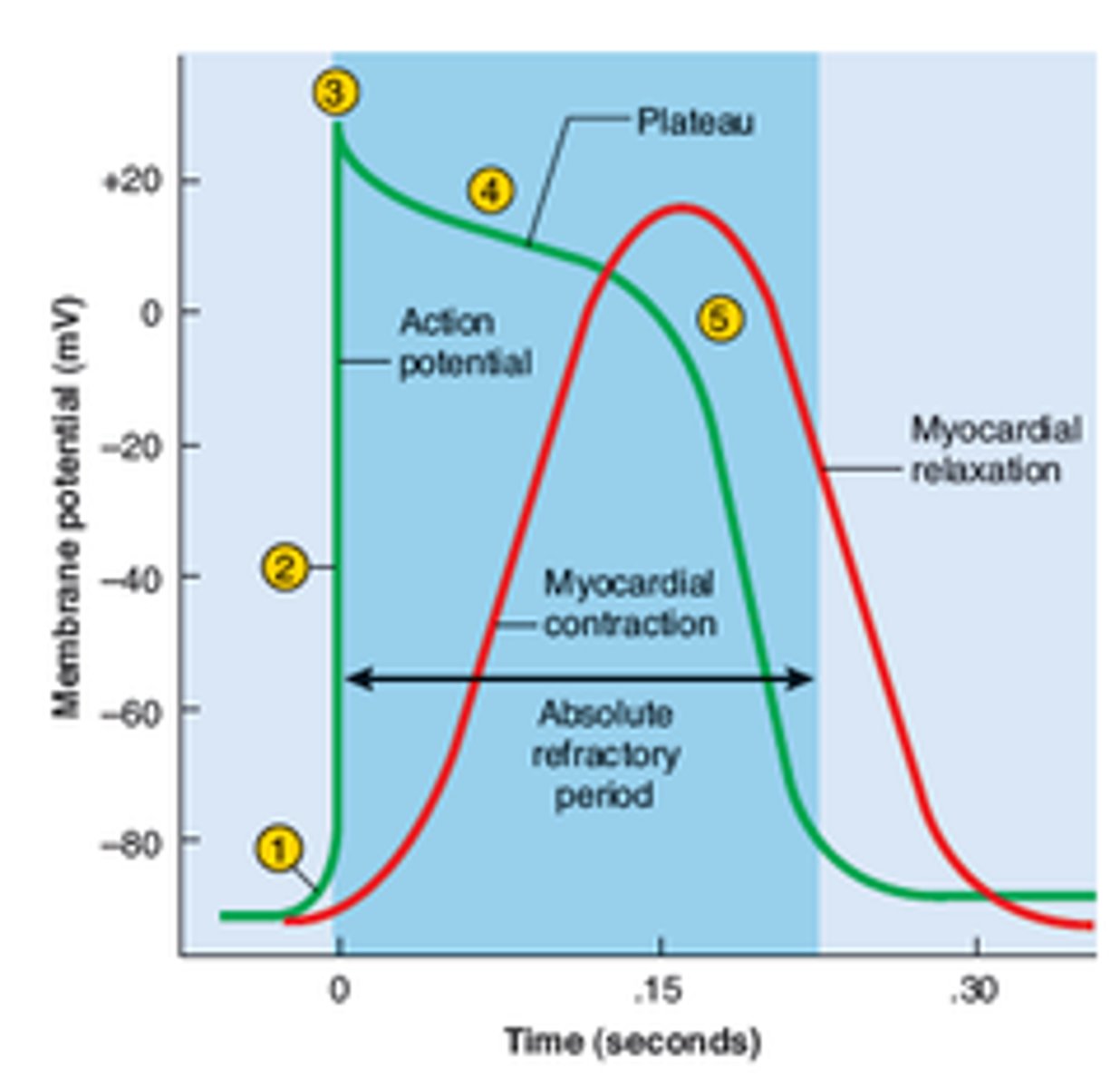 <p>1) Start at -90 mV</p><p>2) Stimulus opens Na+ channels and Na+ rushes in for a RAPID depolarization</p><p>3) Action potential peaks at +30 mV and the Na+ gates close quickly</p><p>4) SLOW Ca2+ channels open, triggering SR Ca2+ channels to open to bind to troponin and trigger contraction (200-250 ms) &amp; some K+ entering.</p><p>5) Ca2+ channels close and K+ channels open RAPIDLY</p><p>6) Returns to resting potential (-90 mV) and undergoes an absolute refractory period (250 ms)</p>