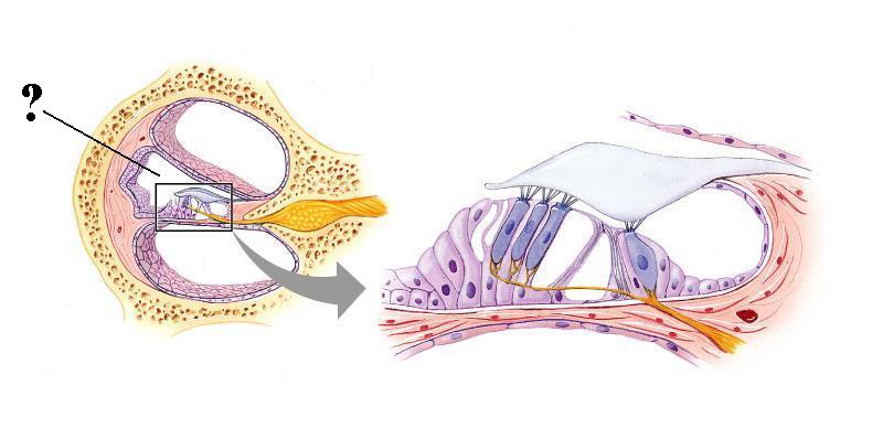 <p>Identify the indicated space</p>