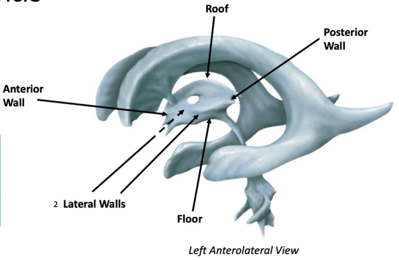 <p>Associated with the thalamus and hypothalamus (the diencephalon)</p>