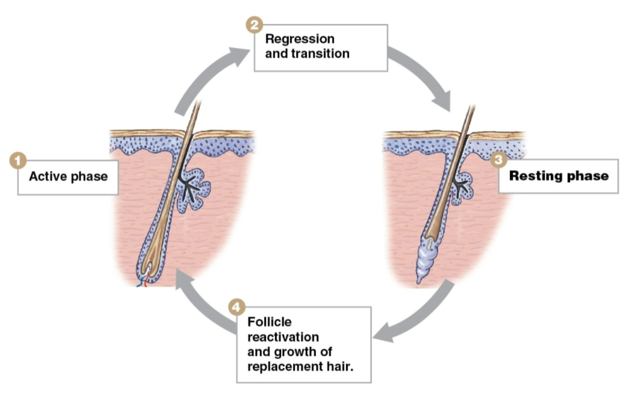 <ol><li><p><em>Active phase</em></p><ul><li><p>lasts 2-5 years</p></li><li><p>hair grows at rate of 0.33 mm/day</p></li></ul></li><li><p><em>Resting phase</em></p><ul><li><p>hair loses attachment to follicle</p></li><li><p>becomes <strong>club hair</strong></p></li><li><p>club hair is shed when follicle is reactivated</p></li><li><p>new hair formation begins</p></li></ul></li><li><p><em>Regression &amp; transition</em></p></li><li><p><em>Follicle reactivation &amp; growth of replacement hair</em></p><p>Steps in order ——→ Active phase, regression &amp; transition, resting phase, &amp; follicle reactivation &amp; growth of replacement hair</p></li></ol><p></p>