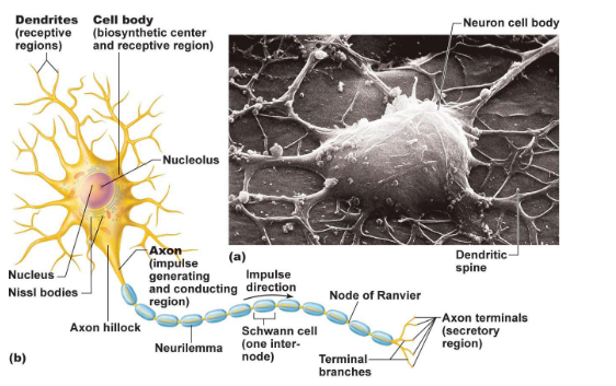 <ul><li><p>when stimulated (usually on cell body or dendrites) an electrical impulse (signal)may be generated and propagated along the axon = nerve impulse (until getting to synaptic end pulse)</p></li></ul><p></p>