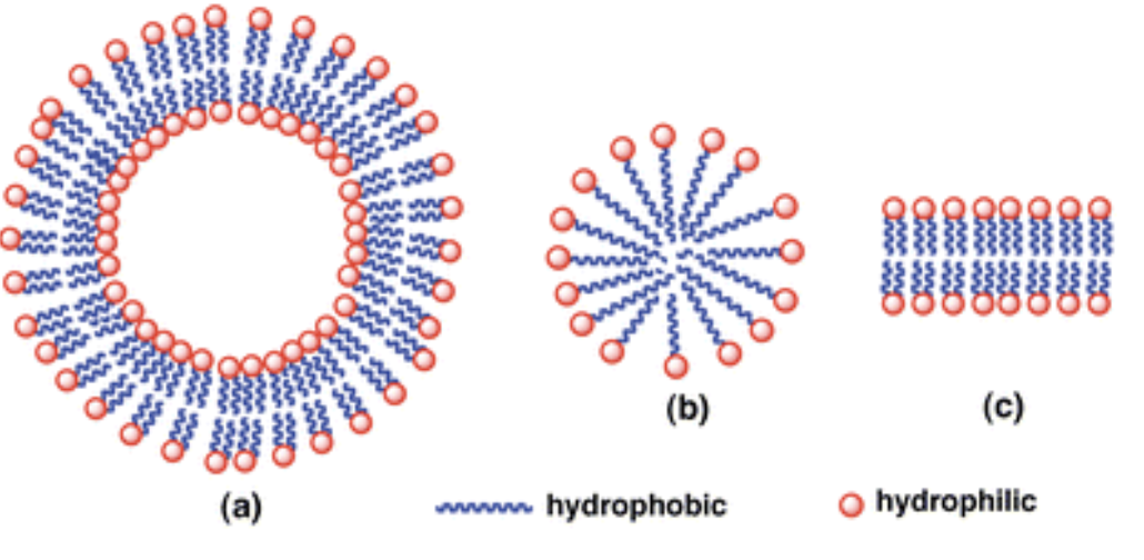 <p><span>vesicles (a), micelles (b) and bilayers (c).</span></p>