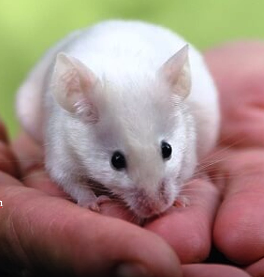 <p><span style="font-family: "Calisto MT";"><span>De haren  zijn hol (met een luchtkanaaltje binnenin), waardoor het licht wordt we</span></span><span>erkaatst en de </span><span style="font-family: "Calisto MT";"><span>vacht een zijdeachtige glans krijgt.</span></span></p>