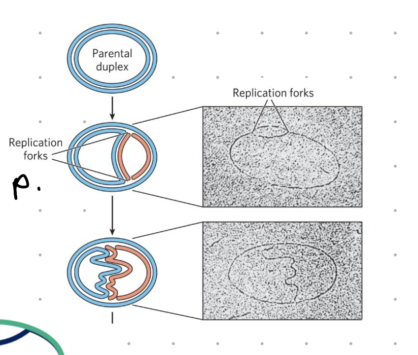 <ul><li><p>grows very quickly, very little needs </p></li><li><p>used often in molecular bio</p></li><li><p>one circular chromosome of 4.6 million bp</p></li><li><p>must copy entire genome to replicate (replication), occurs in less than 40 mins</p></li></ul><p></p>