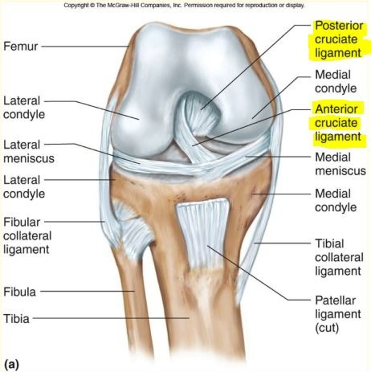 <p>Intra-articular ligaments</p><p>1) Anterior cruciate ligament (ACL)</p><p>2) Posterior cruciate ligament (PCL)</p>