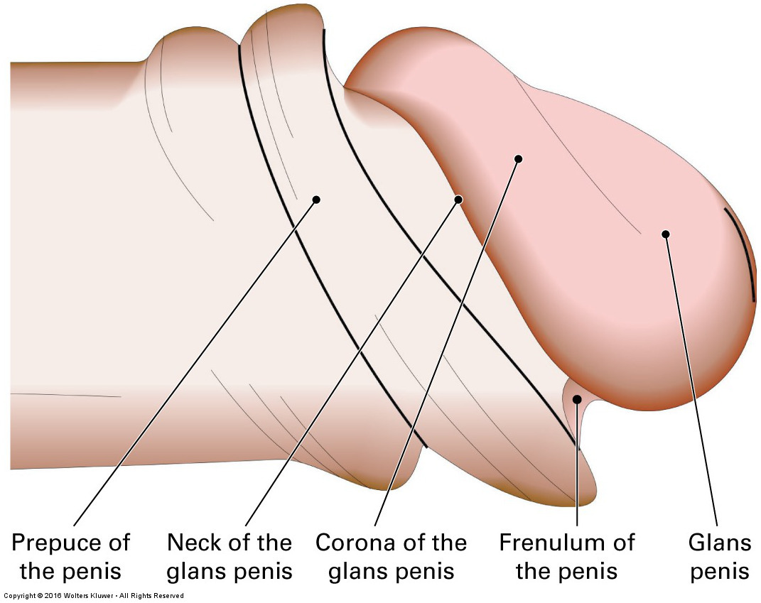 <p>The skin which connects the skin of the body of the penis to the glans penis. </p>