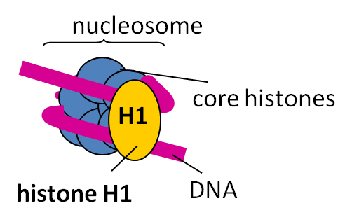 <p>(+) proteins associated with chromosomal DNA in eukaryotes</p><p>types: H1, H2, H3, H4</p><p>contain large amounts of lysine and arginine</p>