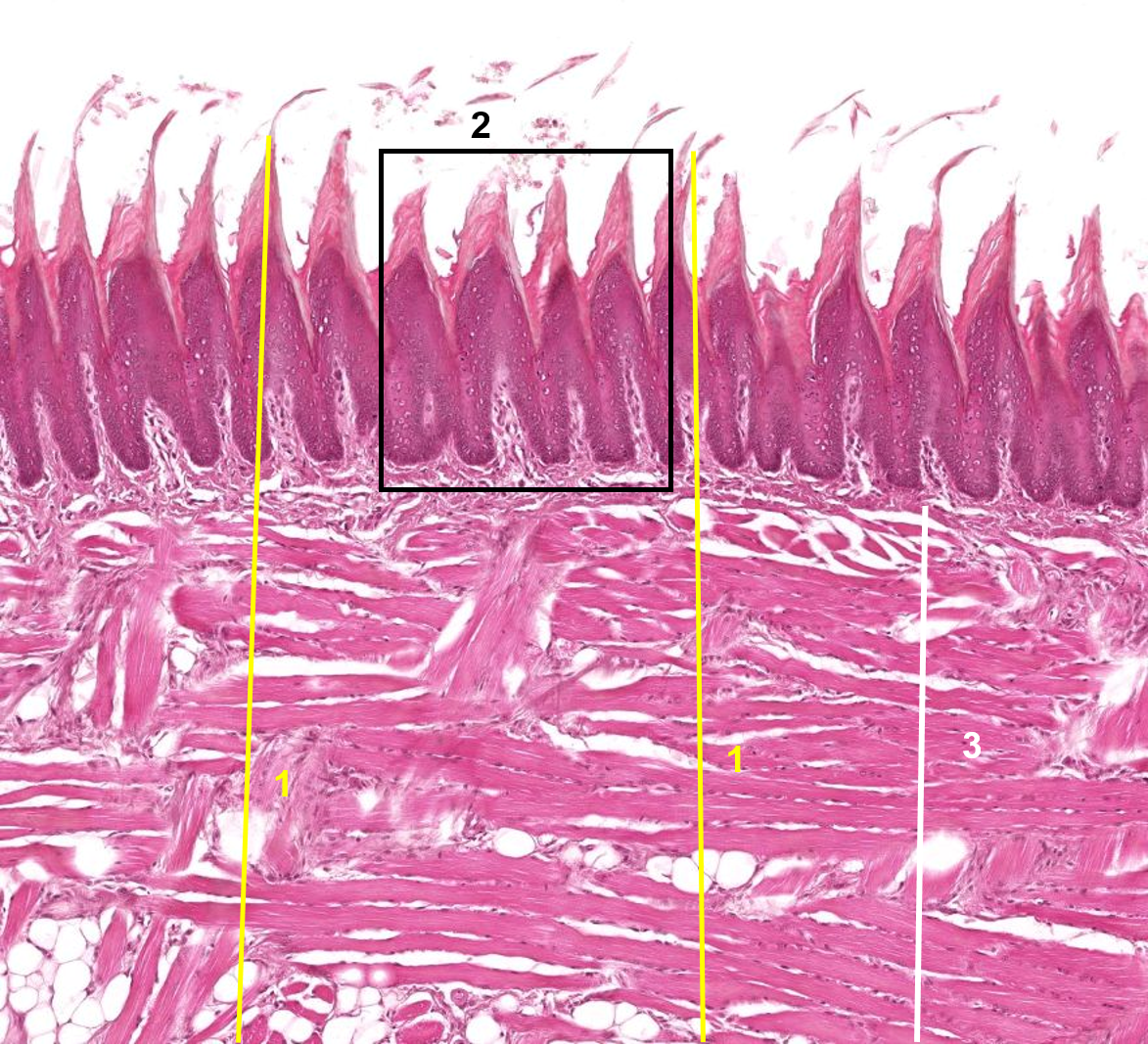 term image