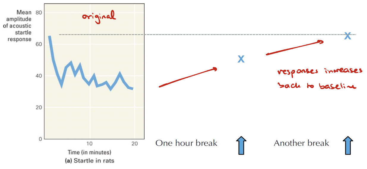 <ul><li><p>If the stimulus stops and some time passes, behaviour gradually returns to normal</p><ul><li><p>Spontaneous because all it needs to recover is the passing of time</p></li></ul></li></ul><p></p>