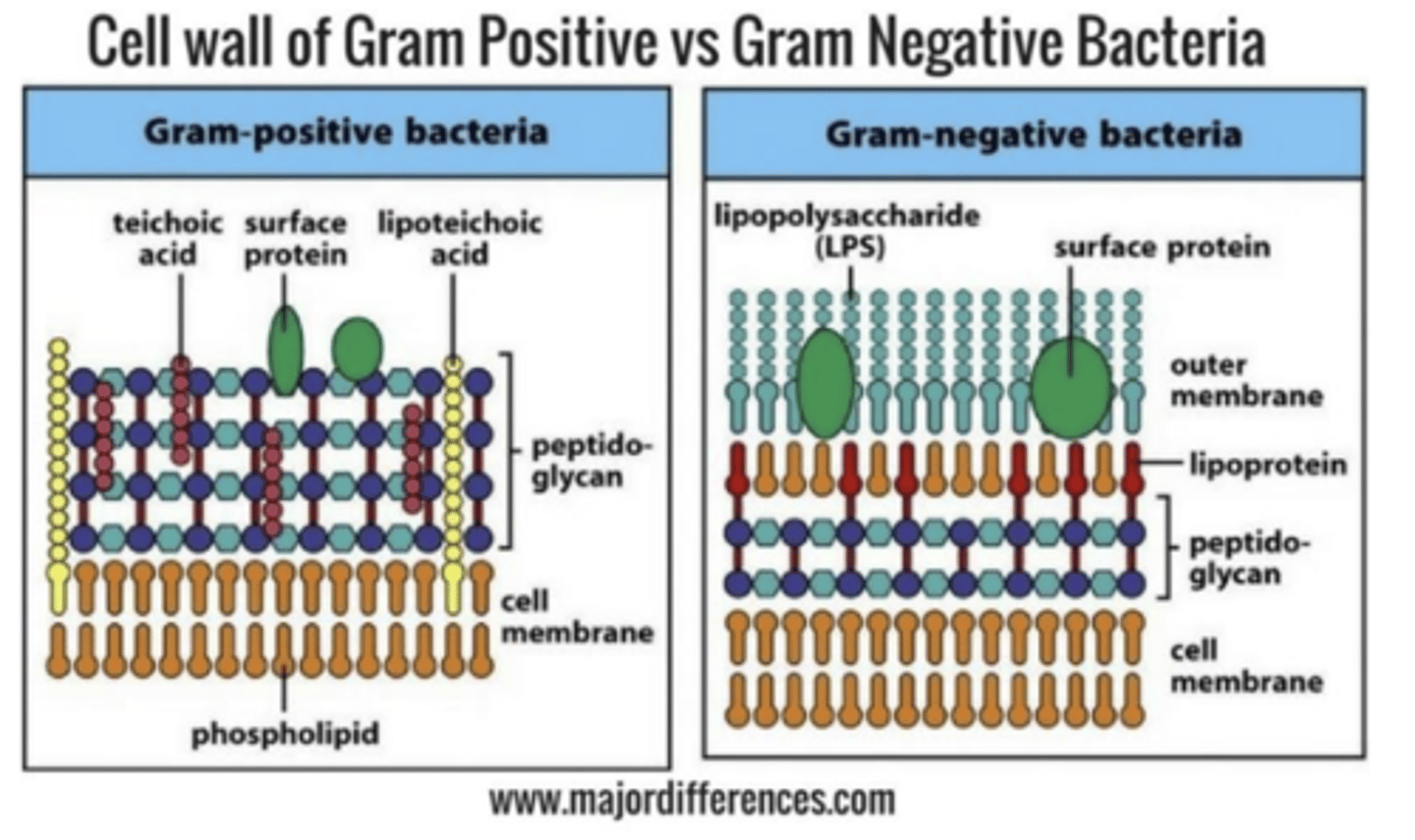 <p>Gram <strong>positive</strong></p>